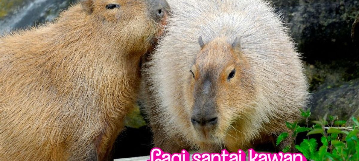 Cara Capybara Menjaga Kedamaian di Tengah Koloni